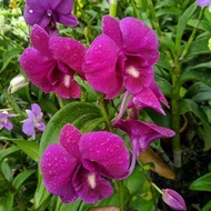 Paket 3 anggrek dendrobium dewasa / anggrek dendrobium