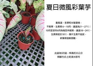 心栽花坊-夏日微風彩葉芋/彩葉芋/5吋盆/觀葉植物/室內植物/售價500特價450