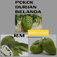 POKOK DURIAN BELANDA (CEPAT BERBUAH)