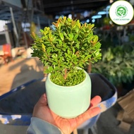 Pot of male cypress plant, ceramic pot + millet