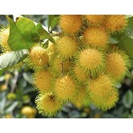 Pokok Rambutan Gading Hybrid