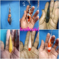 Bibit ikan koi blitar 5,6,7cm paket 15 ekor PETANI LANGSUNG (INDUKAN