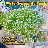 White Gypsophila Flower Seeds (10pcs/pack) Double Petals Baby Breath Gypsophila Seeds for Planting F
