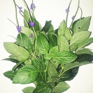 AZ horse whip jarongdaun 500gr SA