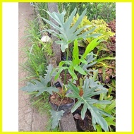♞,♘Available Live plants for sale (Selloum/Sahod Yaman)
