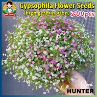 200pcs Mixed Gypsophila Flowers Seeds Baby's Breath Flower Seeds for Planting & Gardening Bonsai Gyp