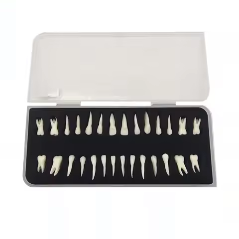 Dental 28 permanent teeth models with roots in vitro monochromatic anatomical mold