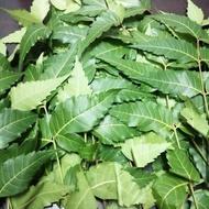 READY STOCK DAUN MAMBU SEMAMBU NEEM PENAWAR DEMAM CAMPAK 100GM