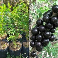 ต้นองุ่นบราซิล (Jabuticaba) สามารถปลูกในประเทศไทยได้เป็นอย่างดี รสหวาน นิยมนำมาทำไวน์ หรือรับประทานผลสดก็ได้ ในหนึ่งปีติดผลได้หลายรุ่น ลำต้นสูง 30ซม ต้นไม้แข็งแรง ทุกต้น