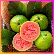 SeedsPLAZA™ - Red Bonsai Guava Seeds for Planting Vegetable Plants (10 Seed) Dwarf Taiwan Red Guava 