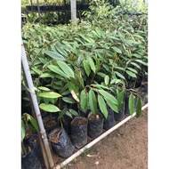 Anak Pokok Durian Musang King