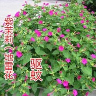 現貨  特價 小欣種業紫茉莉花種子驅蚊花草地雷花籽胭脂花陽臺好種盆栽簡單好