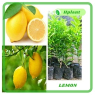 Bibit jeruk lemon  california import | pohon jeruk lemon tea | okulasi | berbuah