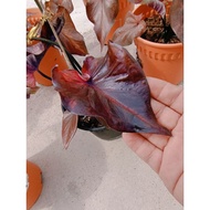 Happi GO 1Pot Caladium Chocolate Cake Thailand / Keladi Thailand (Live Plant)