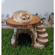 Unique hamster house HP2