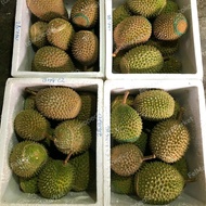 promo durian musang king utuh fresh Malaysia |durian terbaik -+ 1.6 kg