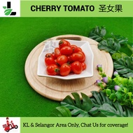 Cherry Tomato ±200gr / 圣女果 / Tomato cherry - Fresh Vegetables