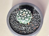 極品泰國v兜（Astrophytum asterias）
