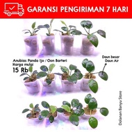 Panda IJO ANUBIAS Plant/OON | Aquascape Spots | Aquarium Water Plant