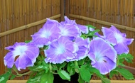Giant picotee morning glory flower mix seed-Ipomoea nil