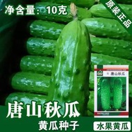 好姐姐丶水果黃瓜種子 種籽黃瓜籽蔬菜種子 種籽菜種菜籽菜種子 種籽公司fyc