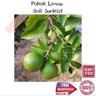 (GG real plant) pokok limau bali sunkist ^ anak pokok buah hidup live outdoor lime fruits tree tumbu