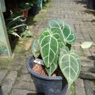 Anthurium Magnificum / Kuping Gajah