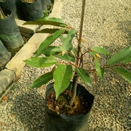 Anak Pokok Duri Hitam