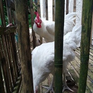 Sepasang ayam pelung putih