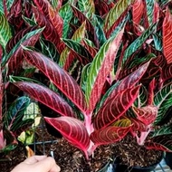 Tanaman hisa aglonema red sumatra / aglonema red sumatra