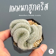 แมมนกฮูกคริส Mammillaria Perbella Cristata แคคตัส กระบองเพชร cactus&succulent