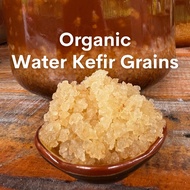 [NEW BATCH] Organic Water Kefir Grains (25g / 50g / 100g) {Probiotics Active Grains}