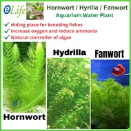 🌿 Hydrilla 蜈蚣草/ Hornwort 金鱼藻 / Fanwort 水盾草 Aquarium Water Plant Guppy Shrimp Fish Tank Deco Live Pla