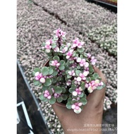 Brocade Succulents Cactus Cactus Cactus Pillar Plant Dance Sasheng Yale IS2G