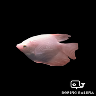 BRBN Golden Giant Gourami / Golden Kaloi (Short-Body) - Gourami Fish - ShortBody - Gouramy - Aquariu