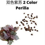 Perilla 2two Colour双色紫苏叶 Biji Benih Daun Warna Warni Seed Caladium五彩芋 Grass Colour Leaf Garden Plant Gardening Seeds