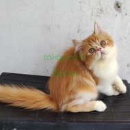 Kucing Persia peaknose