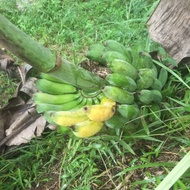 pisang raja buluh/raja ijo