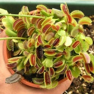 Potted Plant Seeds Dionaea Muscipula Giant Clip Venus Flytrap Seed  [ Ready Stock ]