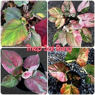 Keladi Thai Hybrid Caladium Thailand Siam Thep Sai Rung Theph Sayrung Rainbow