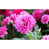 33.Dahlia/大丽花 Seeds 30pcs Free Postal Mail(OLP) in SG
