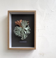 皮革製 P. willinckii CCS 鹿角蕨相框_送禮/收藏