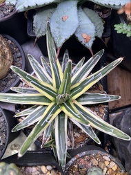 龍舌蘭-𦭓之雪錦