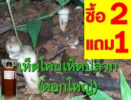 เชื้อเห็ดโคนปลวก เห็ดปลวกดอกใหญ่ ซื้อ 2 ขวด แถม 1 ขวด