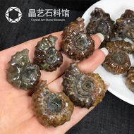 Natural Madagascar Claw Snail Fossil Jade Conch Ammonite Ore Specimen Popular Science Stone Handle T