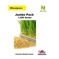 1,000pcs Wheatgrass Seeds (Jumbo Pack) Free Shipment by Choosing Normal Mail)