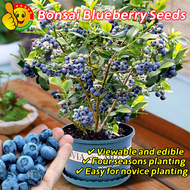 30pcs Delicious Edible Blueberry Plant Seeds for Planting 蓝莓种子 Dwarf Blueberry Seeds Easy To Grow Bo