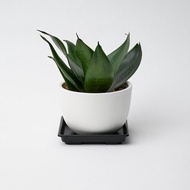 金剛虎尾蘭 | 淨化空氣 室內植物 桌上盆栽