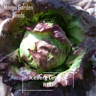 RED Iceberg Lettuce Seeds - 100 Seed *Pot Friendly* Tanam Pasu Sayur Bola Merah 红球生菜种子 - Mango Garde