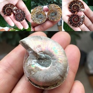 1Pair Half Cut Natural Conch Ammonite Shell Fossil Specimen Madagascar